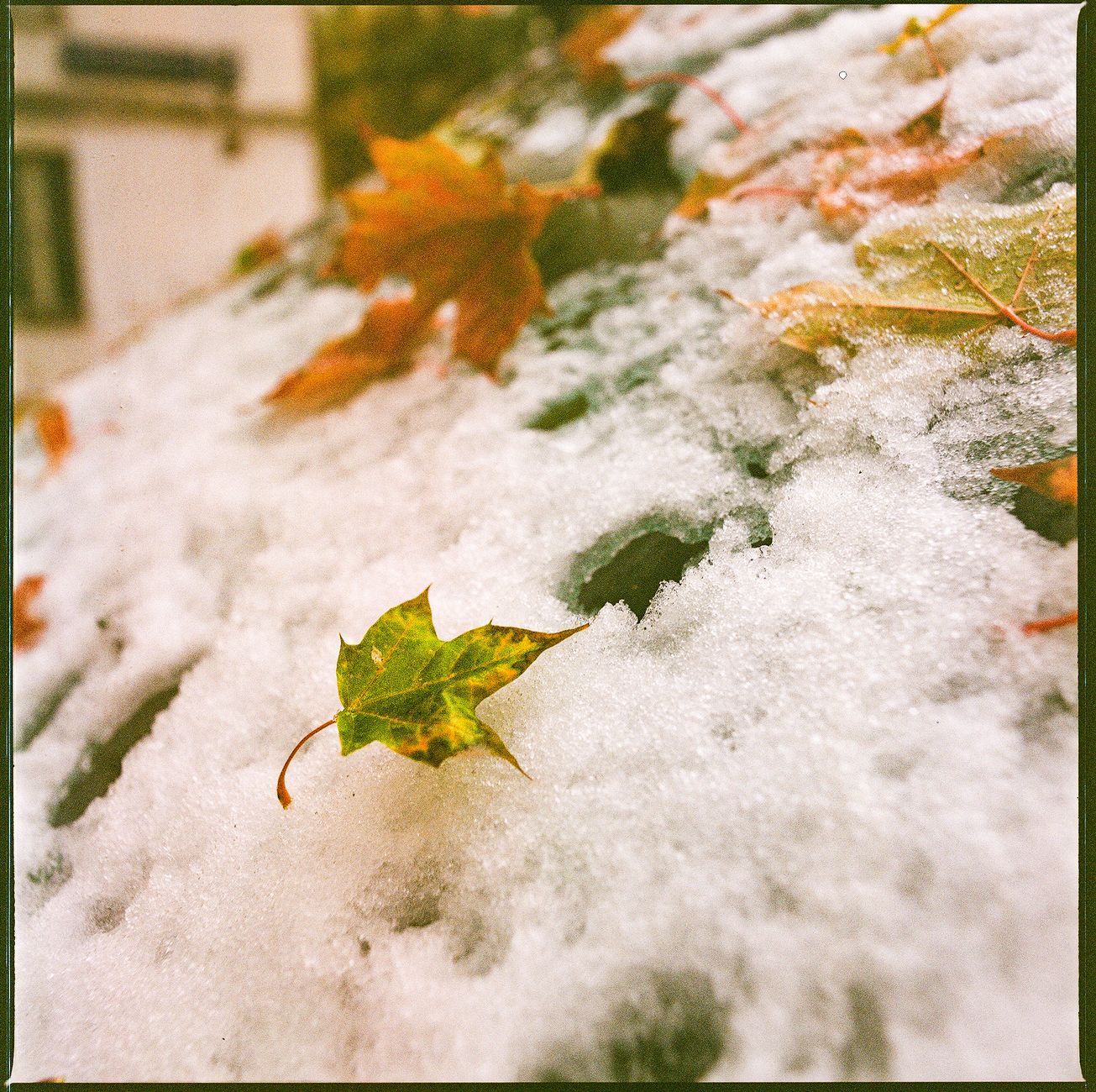 Fallen autumn leaves resting on a fresh layer of snow, symbolizing seasonal transition.