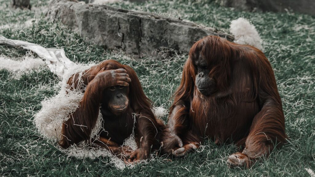 Two orangutans resting together on a grassy area, showcasing their natural behavior and habitat.