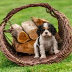 Cute Cavalier King Charles Spaniel puppy sitting in a wicker basket outdoors.