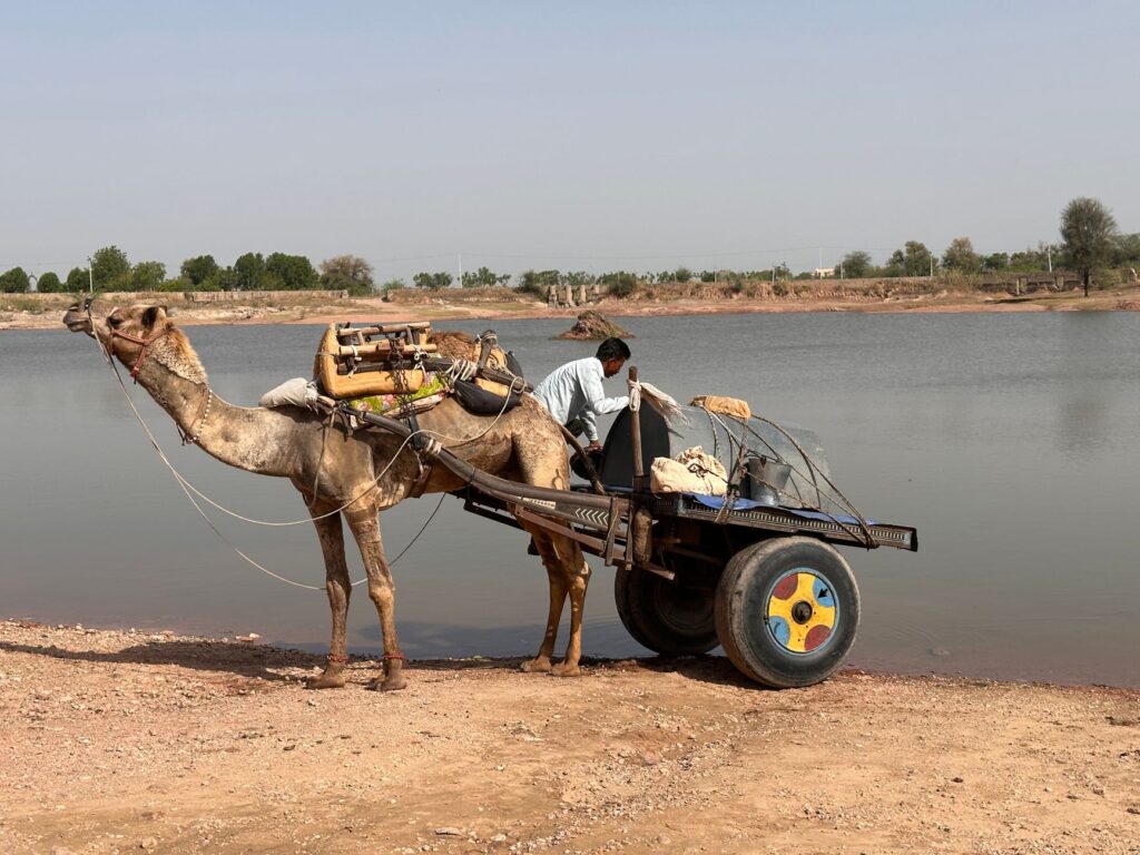 A camel cart near a lake in rural India with a man standing beside it.