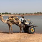 A camel cart near a lake in rural India with a man standing beside it.