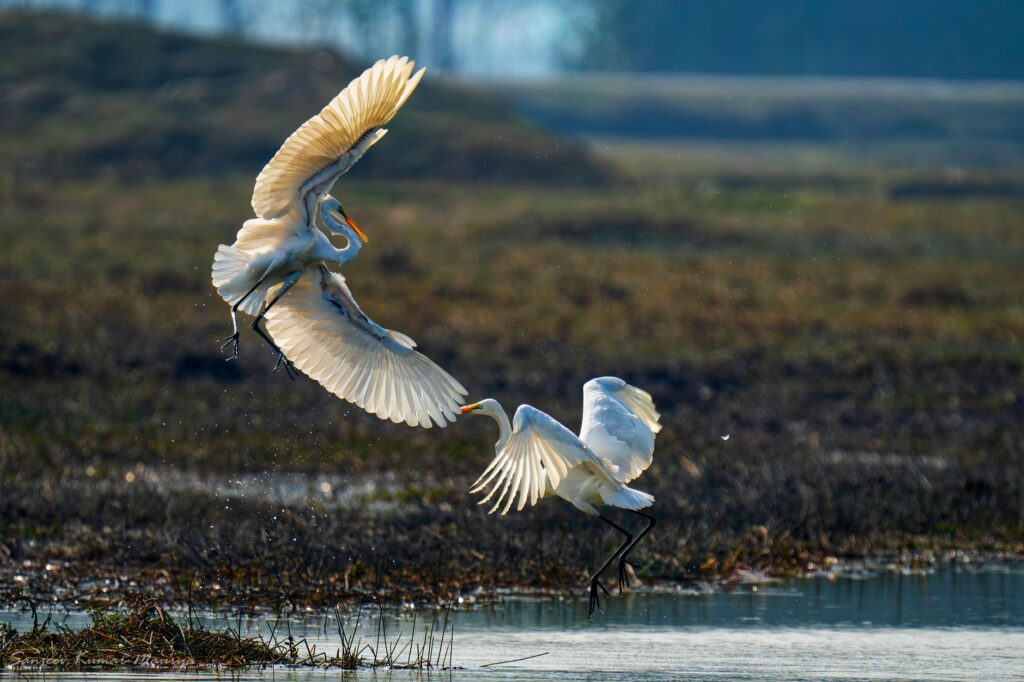 Two egrets in a dynamic aerial dance above a serene marsh at dawn.
