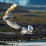 Two egrets in a dynamic aerial dance above a serene marsh at dawn.