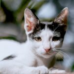 Close-up of a black and white cat lounging outdoors with blurred foliage background.