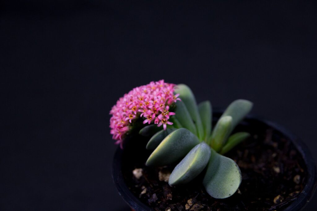 Close-up of a Crassula 'Morgan's Beauty' succulent with pink flowers in a pot.