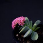 Close-up of a Crassula 'Morgan's Beauty' succulent with pink flowers in a pot.