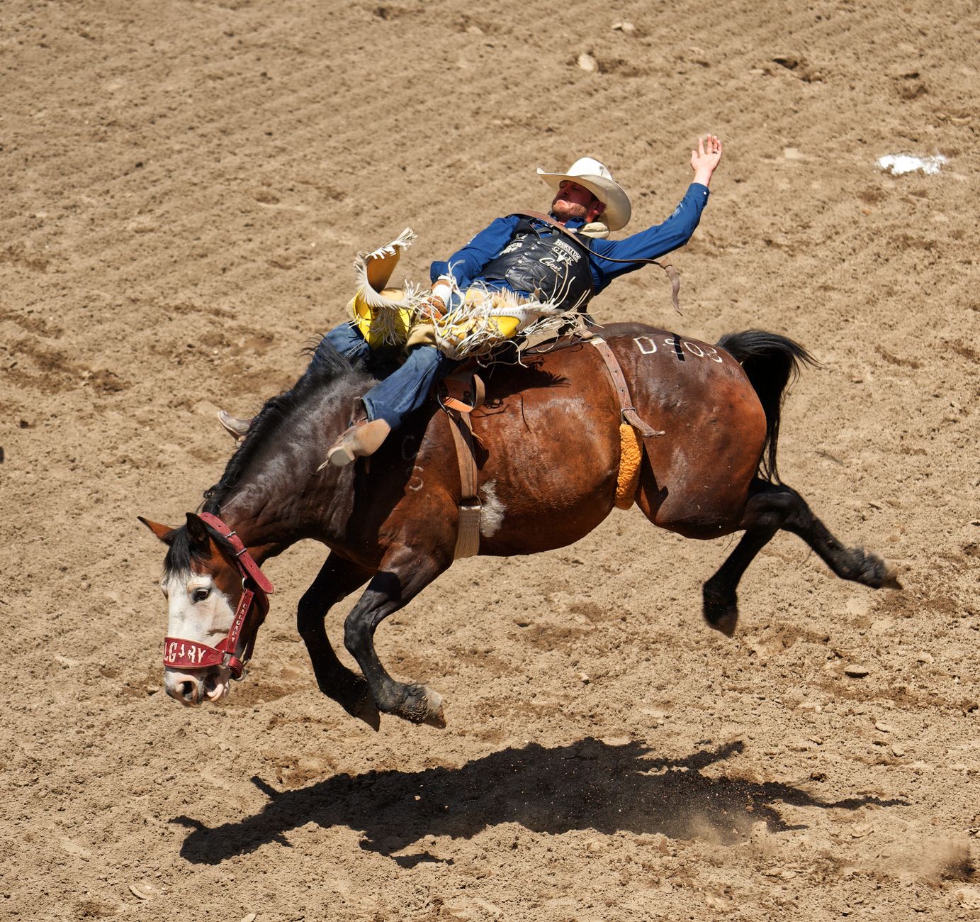 Exciting rodeo scene at Calgary Stampede with cowboy performing on a bucking horse.