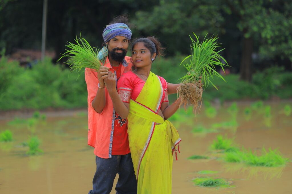 A couple in traditional attire planting rice seedlings in a vibrant green field.