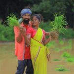 A couple in traditional attire planting rice seedlings in a vibrant green field.