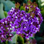 A vivid close-up of blooming Perez's Sea Lavender with striking purple petals.