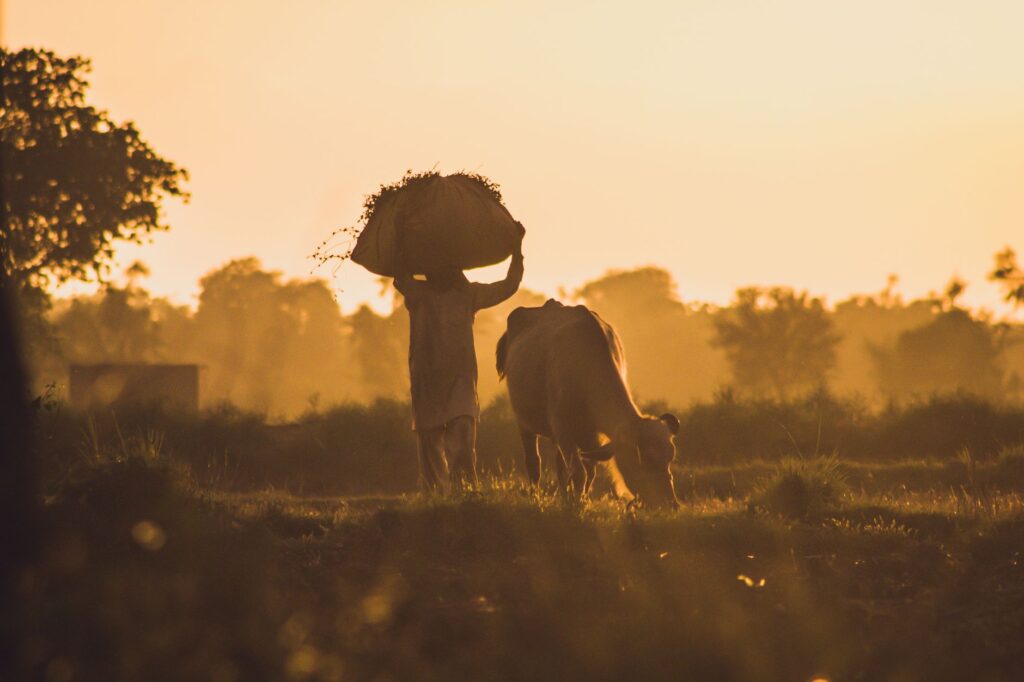 A farmer carries hay while walking alongside a cow during a golden sunset in rural Khan Wahan, Sindh.