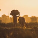 A farmer carries hay while walking alongside a cow during a golden sunset in rural Khan Wahan, Sindh.