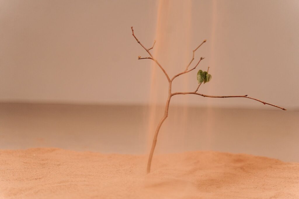 A single branch in sand with a leaf highlighting themes of dryness and perseverance.