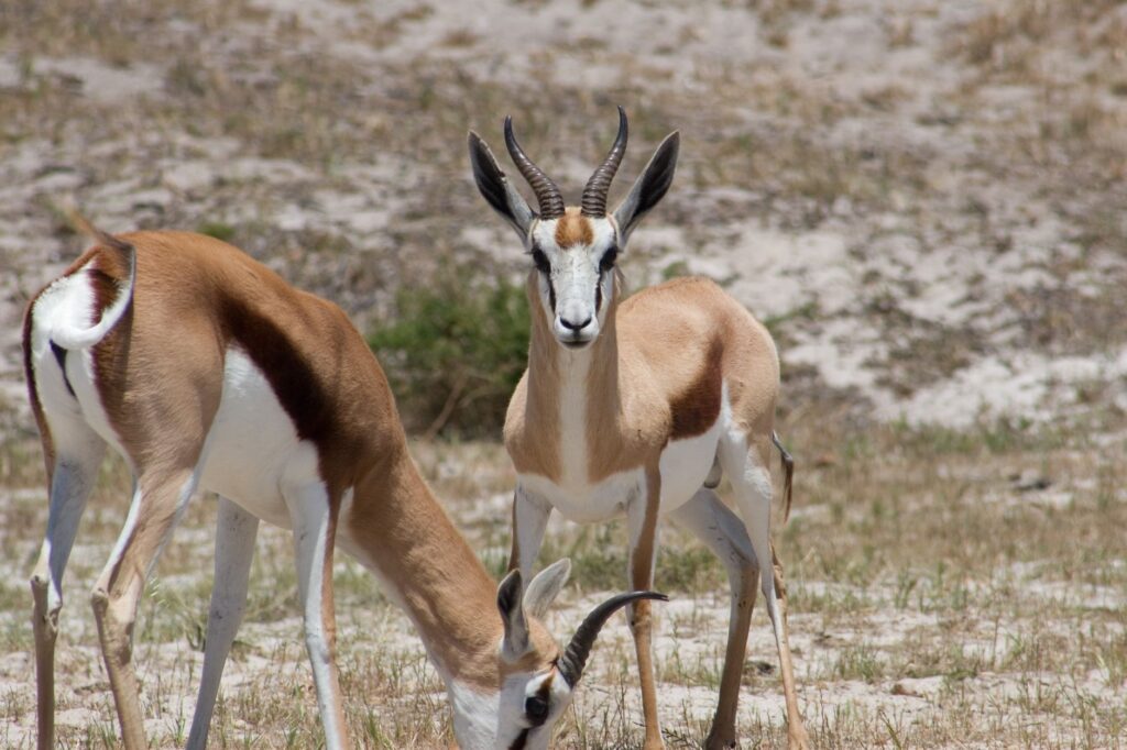 Two springboks grazing in their natural habitat on the African savannah, displaying grace and elegance.