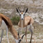 Two springboks grazing in their natural habitat on the African savannah, displaying grace and elegance.