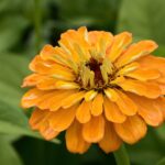 Close-up of a vibrant orange zinnia flower in full bloom against lush green leaves.