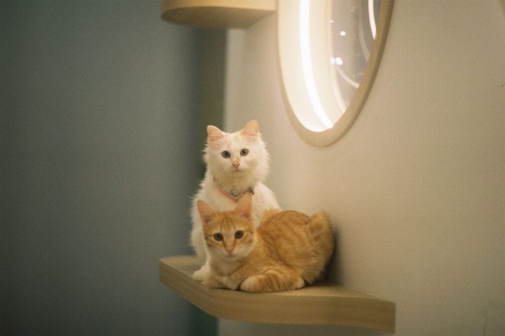 Two cute cats, white and ginger, relax on a modern indoor shelf next to a circular mirror.