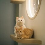 Two cute cats, white and ginger, relax on a modern indoor shelf next to a circular mirror.
