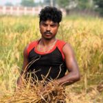 A young South Asian farmer harvesting rice in a paddy field in Patna, Bihar.