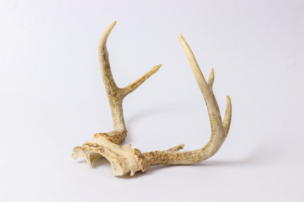 A pair of deer antlers displayed on a clean white background for educational purposes.