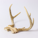 A pair of deer antlers displayed on a clean white background for educational purposes.