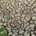 Arid cracked soil with sparse green grass growth showcasing drought conditions.