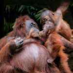 A heartwarming moment of orangutan family bonding in the lush forests of West Java, Indonesia.