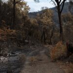 A path through a forest burned by wildfire, showing charred trees and regrowth.