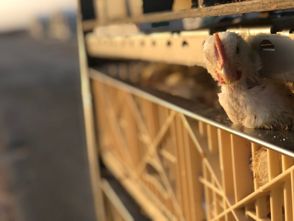 A close-up view of a chicken in a livestock cage, showcasing poultry farming in natural light.