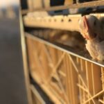 A close-up view of a chicken in a livestock cage, showcasing poultry farming in natural light.