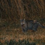 Adorable hairy gray wildcat with tabby fur standing in field with tall grass in nature on summer day in nature