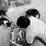 A man sitting on the ground, feeding three stray dogs on a street corner.