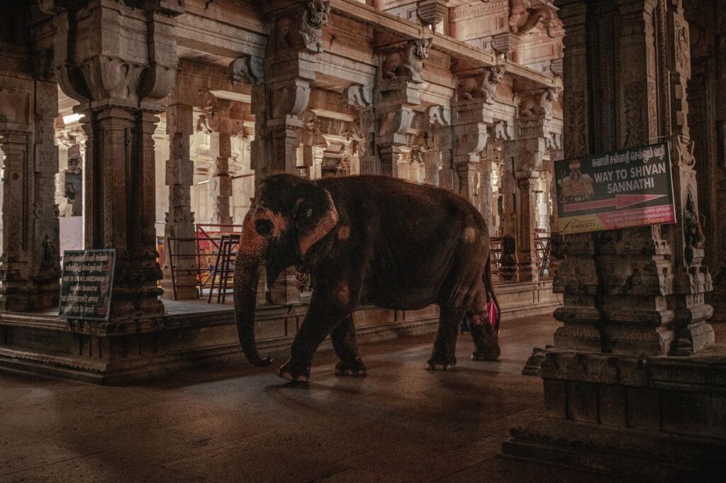 An elephant walks through an ancient temple in Tiruchirappalli, India, showcasing historic architecture.
