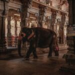 An elephant walks through an ancient temple in Tiruchirappalli, India, showcasing historic architecture.