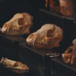 A captivating display of animal skulls arranged in a museum setting, highlighting natural history.