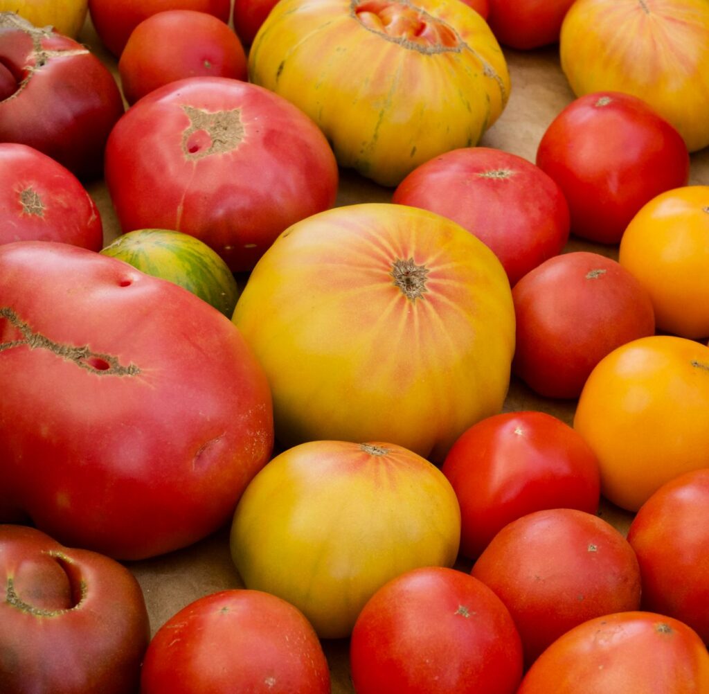 Close-up of colorful ripe heirloom tomatoes in various shapes and sizes.